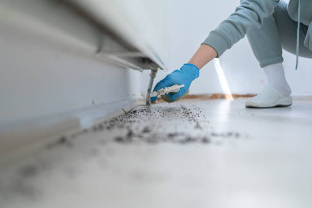 Best Spider Control Near Me  in Orange City, FL